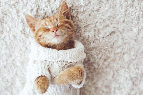 Internet cat